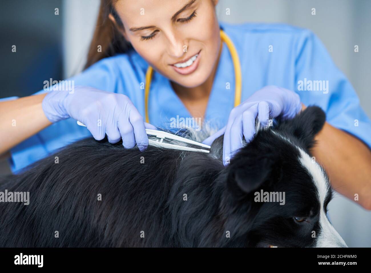 Female vet removing tick and examining a dog in clinic Stock Photo Alamy
