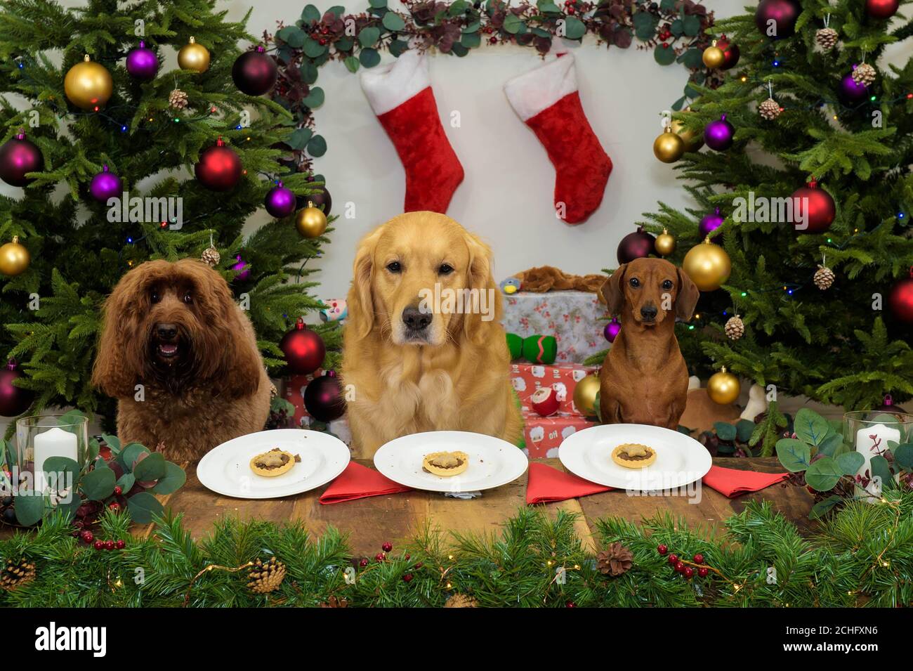 Can I Take My Dog Into Sainsburys