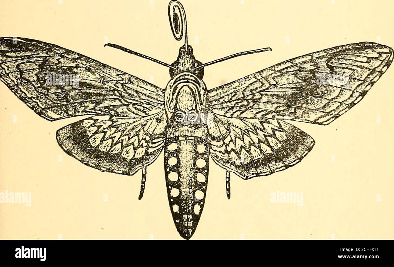 . Injurious insects and the use of insecticides [microform] : a new