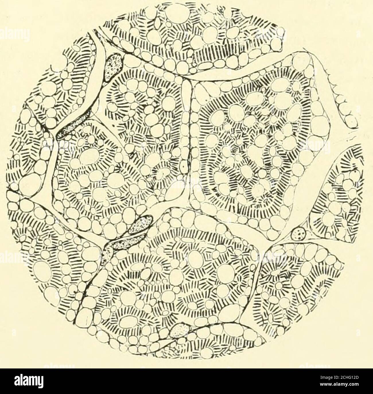 The American Journal Of Anatomy 181 Types Of Ostia Nasolacrimalia In Man Andtheir Genetic Significance J Parsons Schaeffer Yale Universityfrom The Anatomical Laboratory Of The Yale Medical School Fifteen