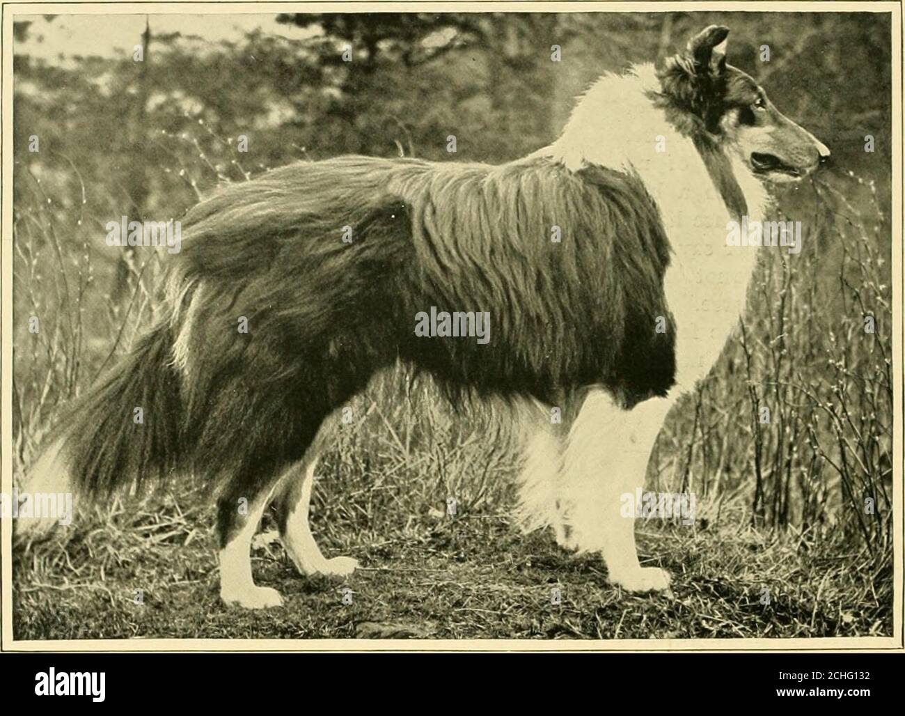rough collie matted coat