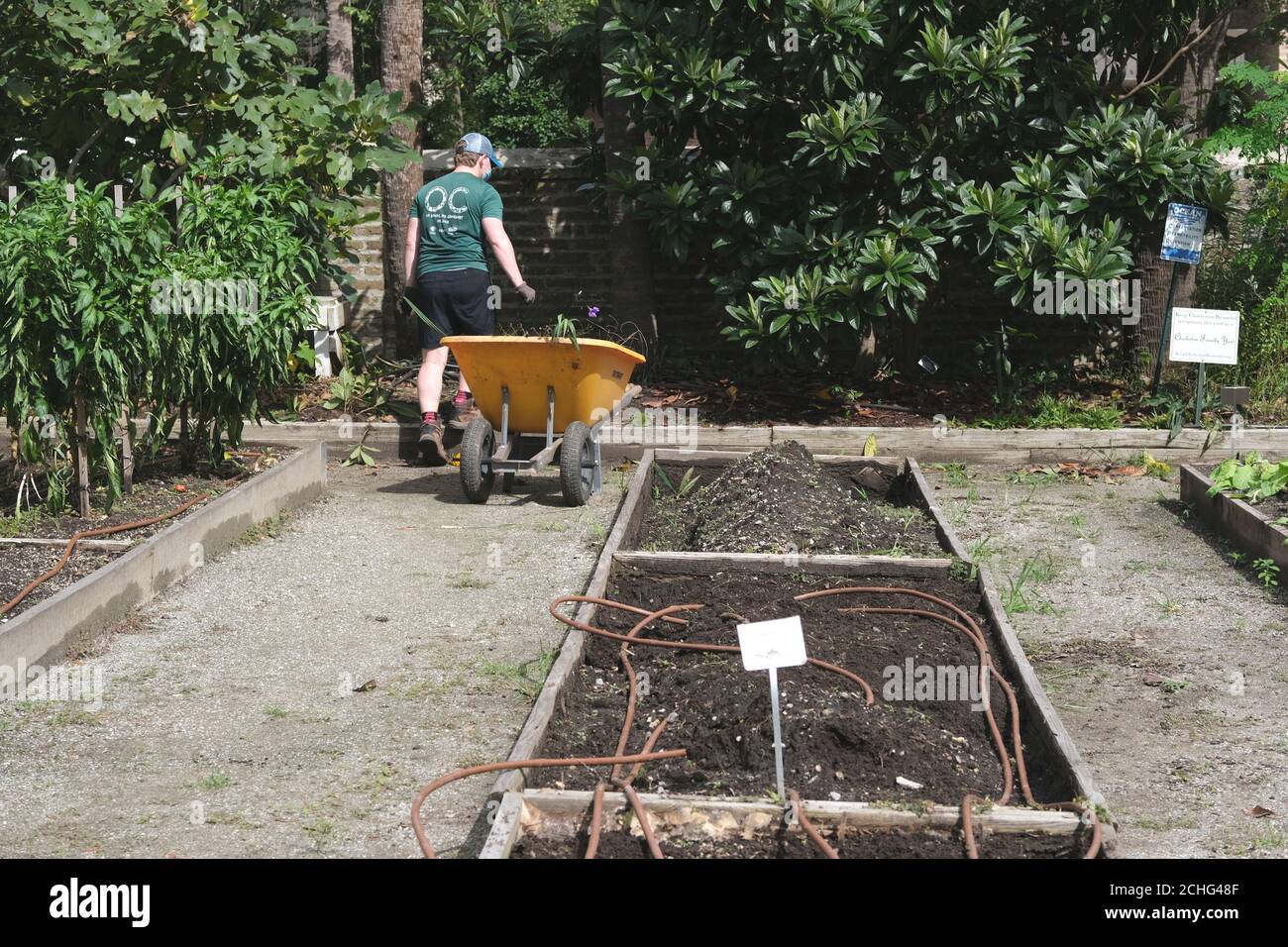 Urban Rain Gardens Are Very Popular (There Are 4 in My Immediate Area) with Volunteers to Plant and Nurse the Produce & Flowers with Many Sharing. Stock Photo