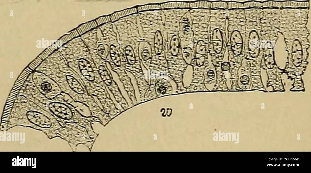 . Quain's elements of anatomy . 2. • Fig. 526.—Columnar epithelium