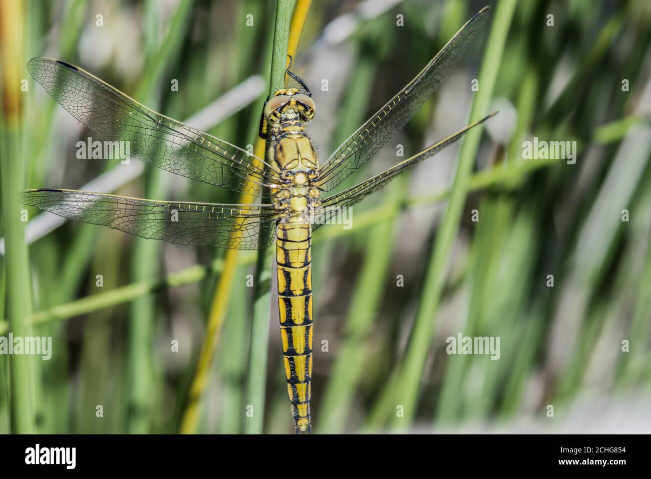 Closeup shot of a dragonfly on a plant Stock Photo - Alamy