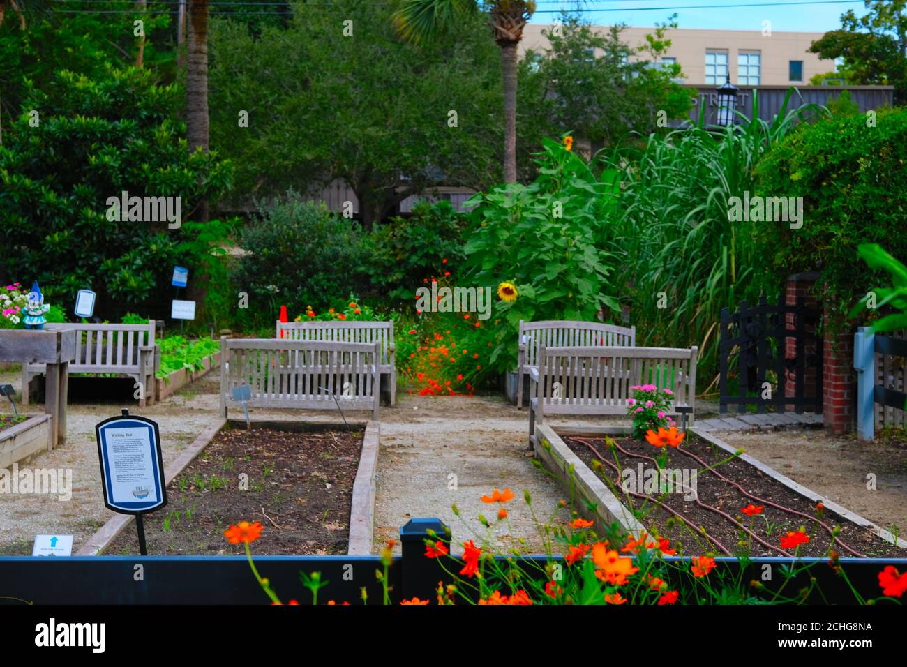 Urban Rain Gardens Are Very Popular (There Are 4 in My Immediate Area) with Volunteers to Plant and Nurse the Produce & Flowers with Many Sharing. Stock Photo