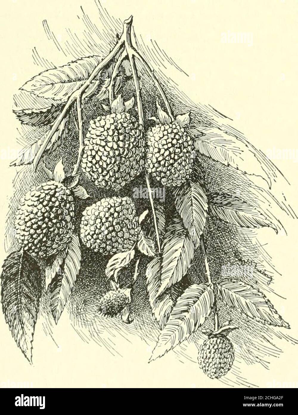 . Cyclopedia of American horticulture, comprising suggestions for cultivation of horticultural plants, descriptions of the species of fruits, vegetables, flowers and ornamental plants sold in the United States and Canada, together with geographical and biographical sketches, and a synopsis of the vegetable kingdom . 2197. Rubus rosaefolius tX &gt;$).Sometimes known ;is Strawberry-raspberry. 2198. Rubus phsnicolasius (X!3^). No. 13. as Ohio, Gregg, etc. Var. pdllidus has amber-yellowfr.; sometimes found in the wild. Var. leucodermis, Card (B. leucodirmis Dougl.).Lfts. more coarsely dentate-serr Stock Photo