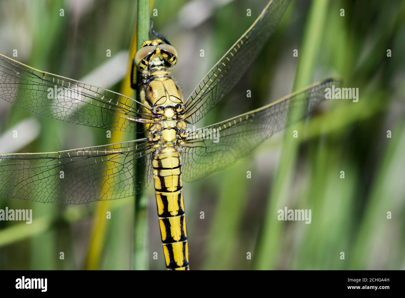 Closeup shot of a dragonfly on a plant Stock Photo - Alamy