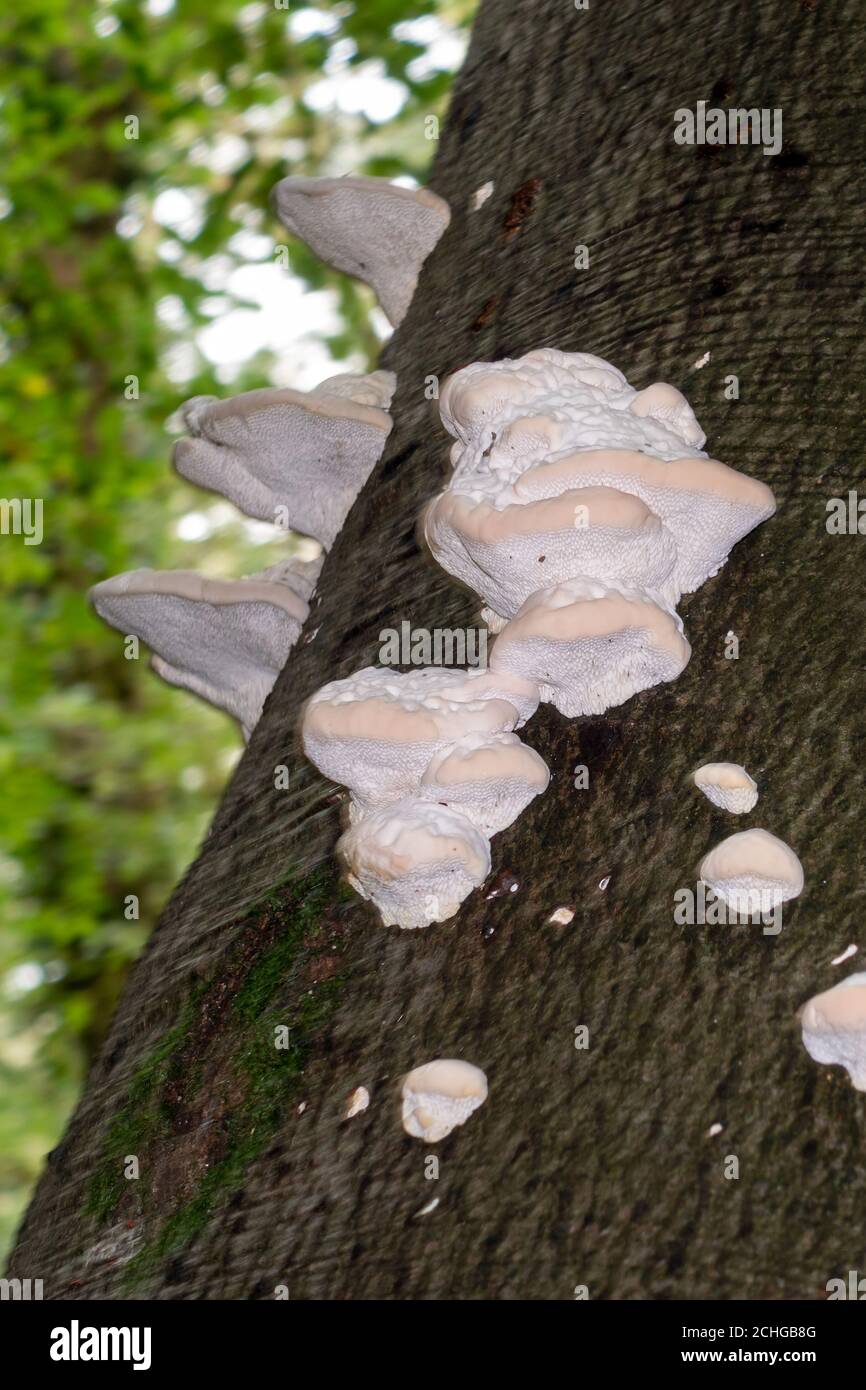 Shelf fungus, also called bracket fungus (basidiomycete) growing on a tree Stock Photo