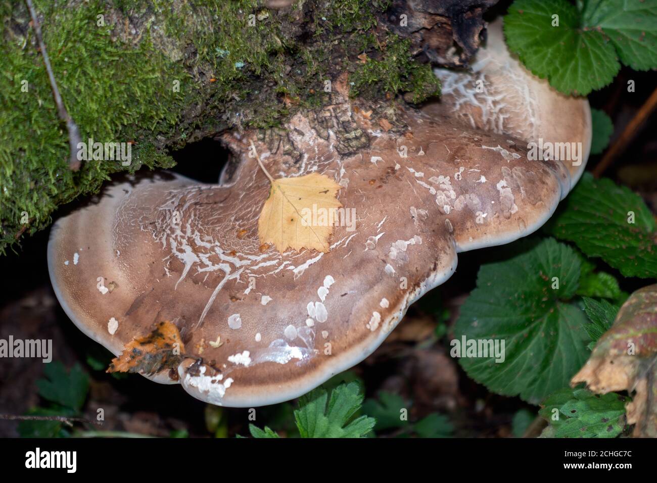 Shelf fungus, also called bracket fungus (basidiomycete) growing on a