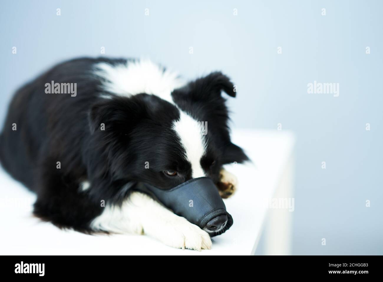 Border collie muzzle online