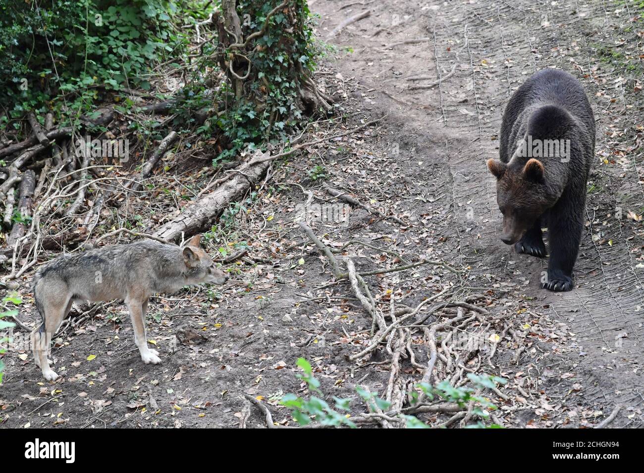 A new enclosure at bristol zoos wild place project hires stock