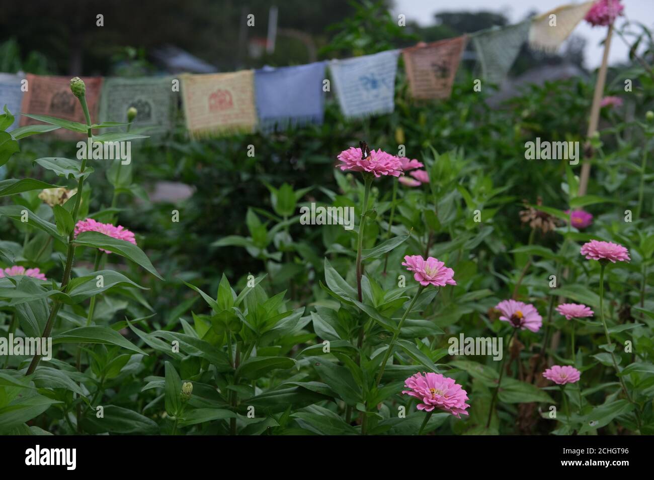 Urban Rain Gardens Are Very Popular (There Are 4 in My Immediate Area) with Volunteers to Plant and Nurse the Produce & Flowers with Many Sharing. Stock Photo