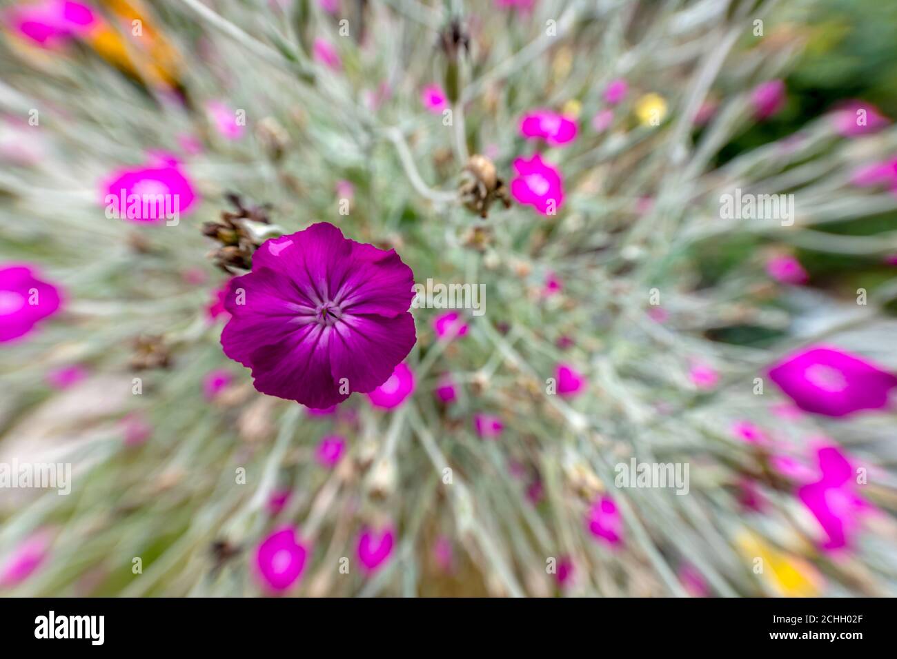 The pink flowers of rose campion Lychnis coronaria Stock Photo Alamy