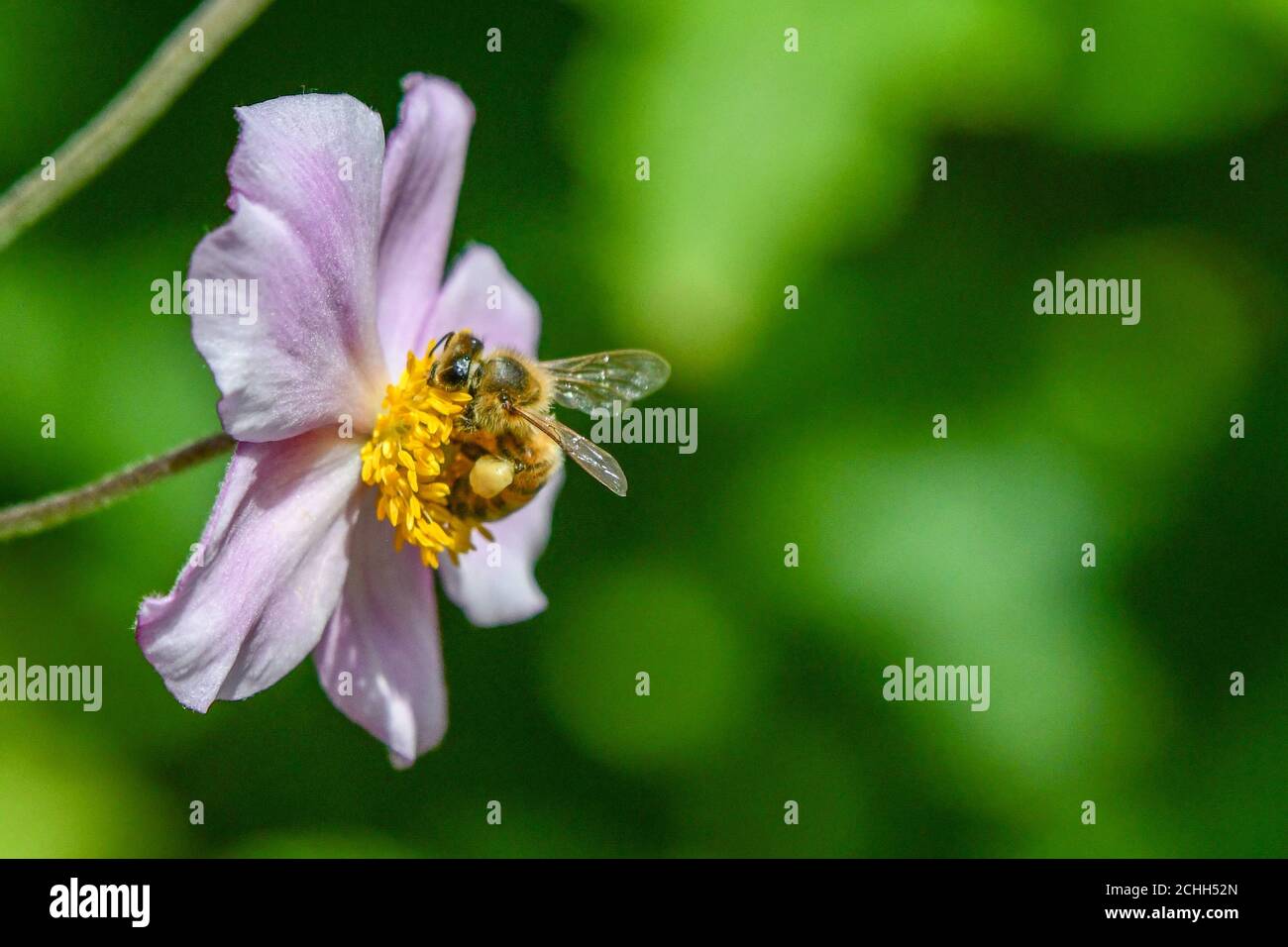 honey bee - Apis mellifera - pollinating a pink flower - apis honeybee on Japanese Anemone tomentosa Robustissima completing pollination Stock Photo