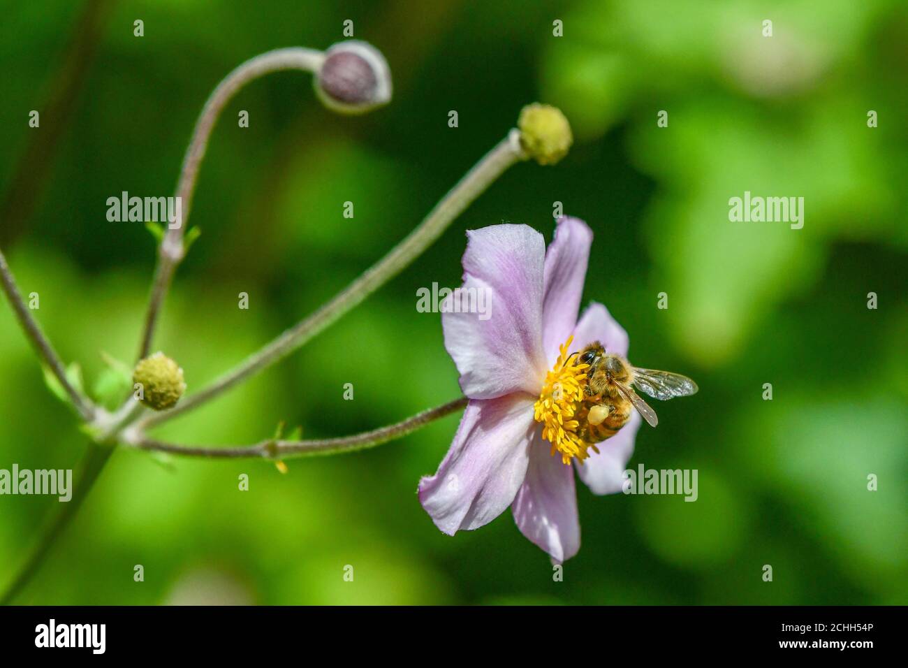 honey bee - Apis mellifera - pollinating a pink flower - apis honeybee on Japanese Anemone tomentosa Robustissima completing pollination Stock Photo
