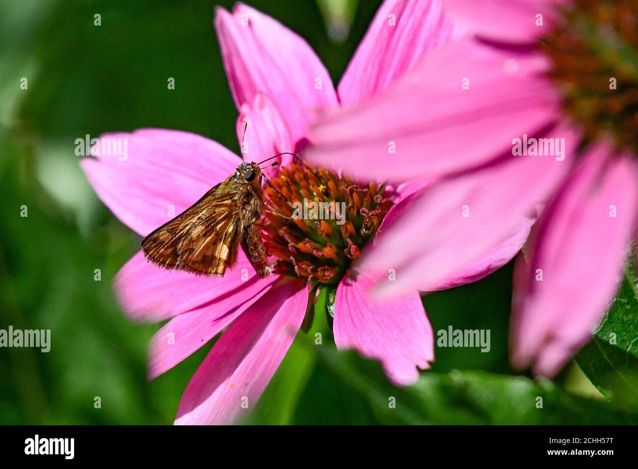 Skipper butterfly - Hesperiidae on pink Coneflower Echinacea Stock Photo