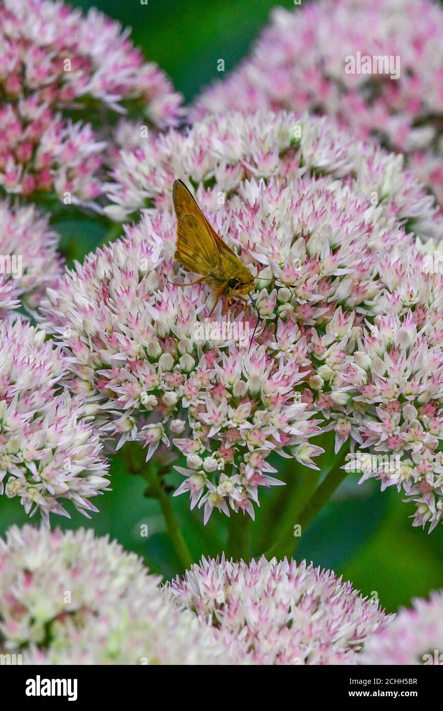 Skipper butterfly - Hesperiidae - on Autumn Joy sedum - hylotelephium - diurnal butterflies on crassulacceae - Papilionoidea Stock Photo
