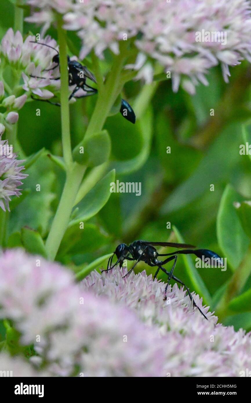 Black thread-waisted wasp - Eremnophila aureonotata drinking nectar on Sedum flowers - Thread Waisted wasp Stock Photo