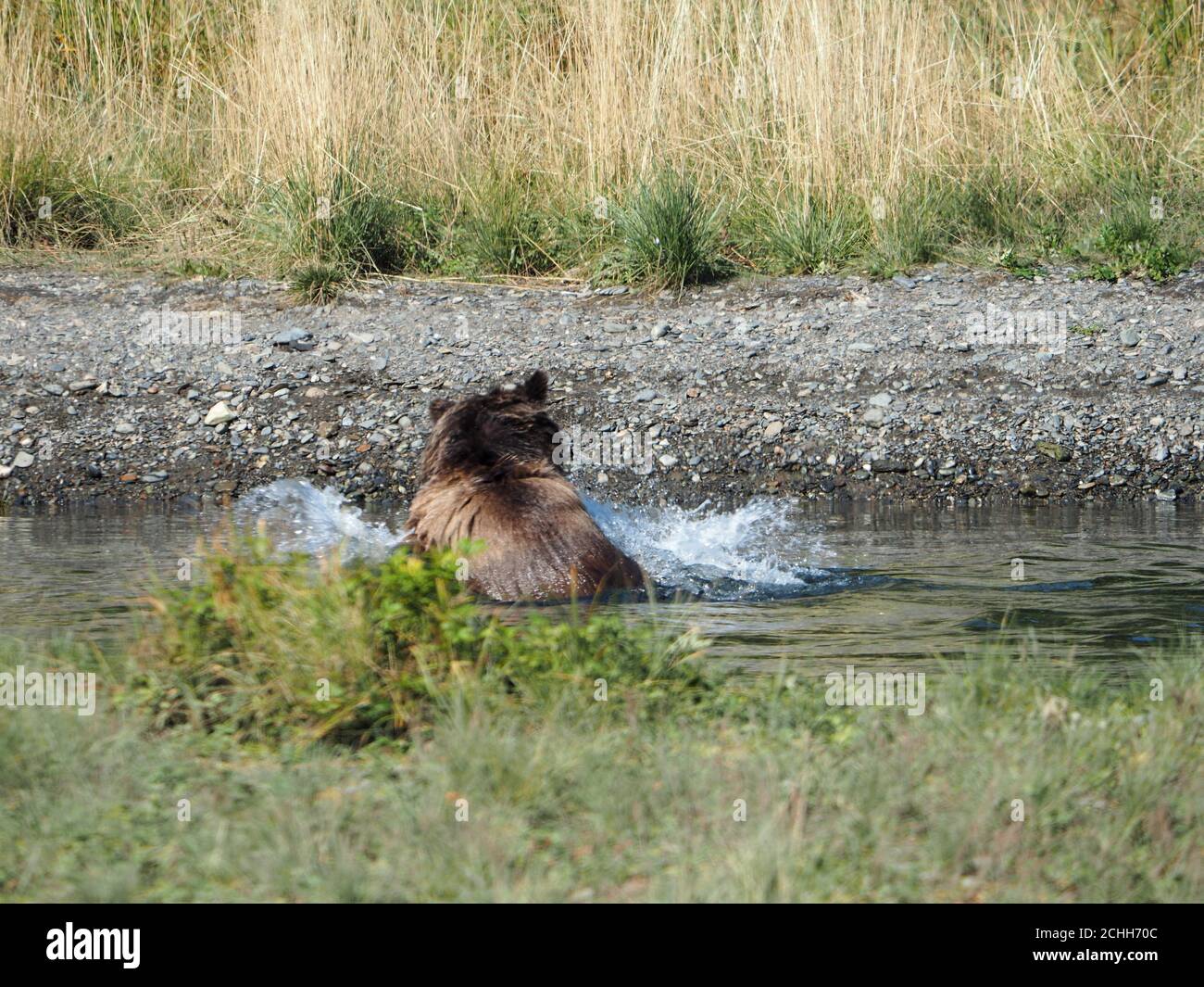 Brown furry bear searching for fish in a small forest lake Stock Photo ...