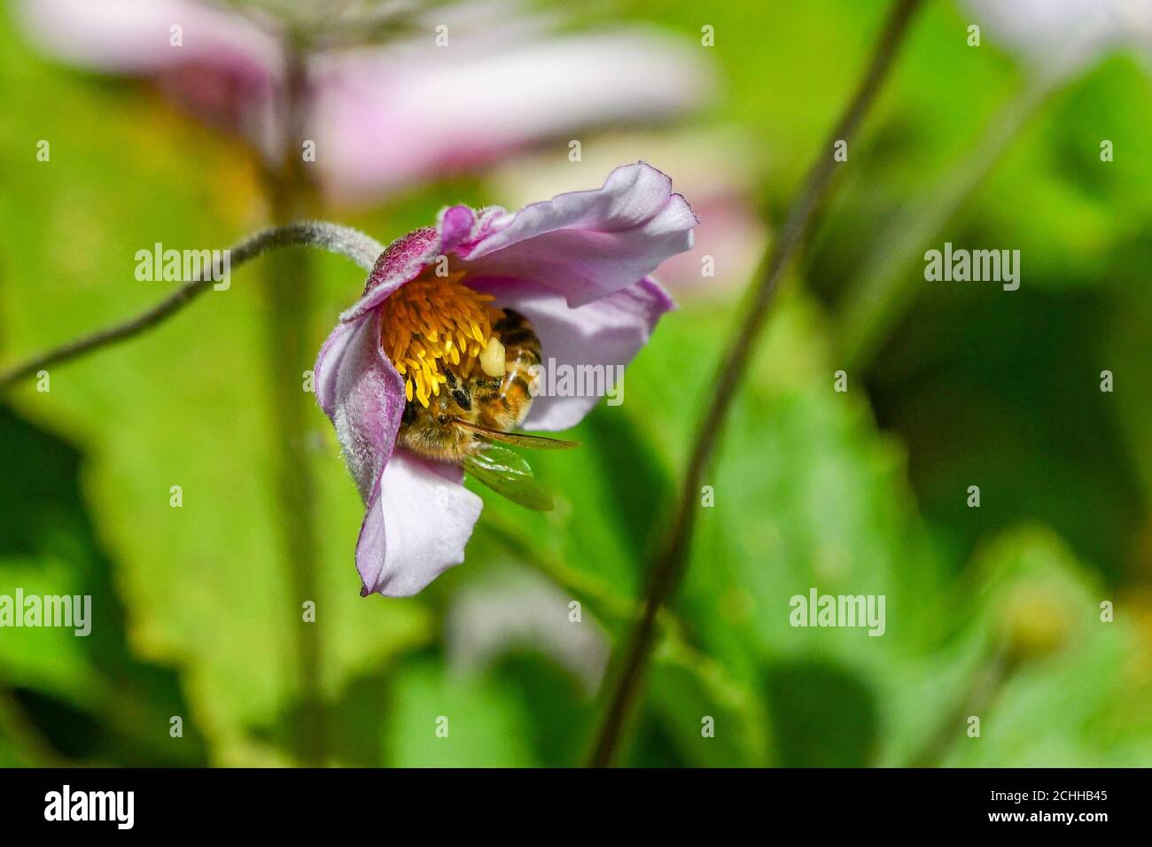 honey bee - Apis mellifera - pollinating Japanese Anemone tomentosa Robustissima a pink flower - apis honeybee on flower completing pollination Stock Photo