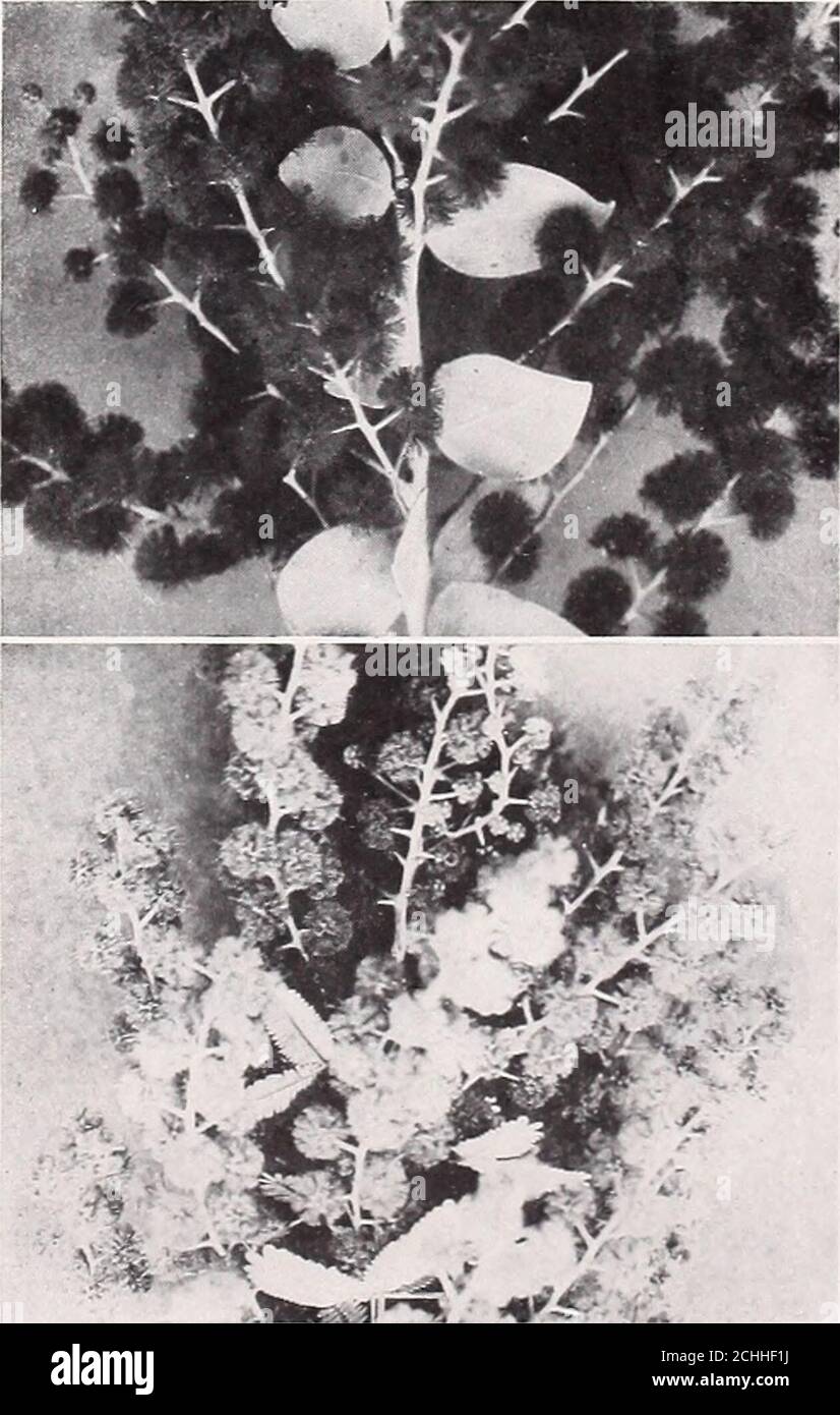 . Armstrong Nurseries . a magnificent tree and if anything morefloriferous than the well known Baileyana. Bothare splendid specimens of avenue trees. 4 to 6feet, 50c; 3 to 4 feet, 40c; 2 to 3 feet, 30c. Writefor quantity prices. Acacia cultriformis. A dwarf-growing variety,with bluish foliage and small, peculiarly-shapedtriangular leaves; bright yellow flowers. 3 to 4feet, 50c each; $4.00 per 10. Acacia Cyclops. A rather thick growing shrubwhich thrives particularly well near the coast.Owing to its rich yellow flowers and bright greenfoliage it is extremely ornamental, especially forgroup plan Stock Photo