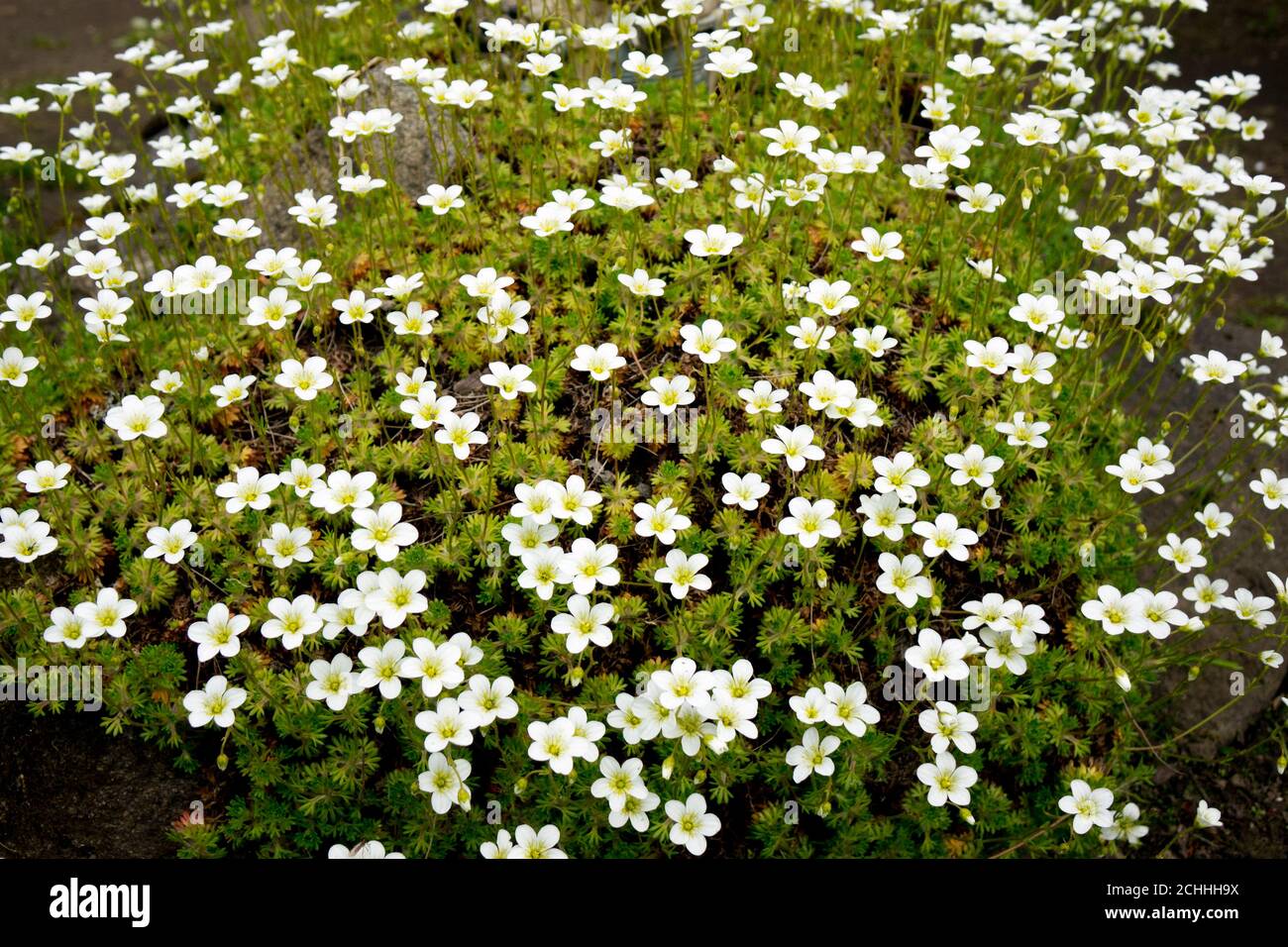 Flowers of Sagina subulata blooms in the garden on a sunny day. Alpine Pearlwort. Stock Photo
