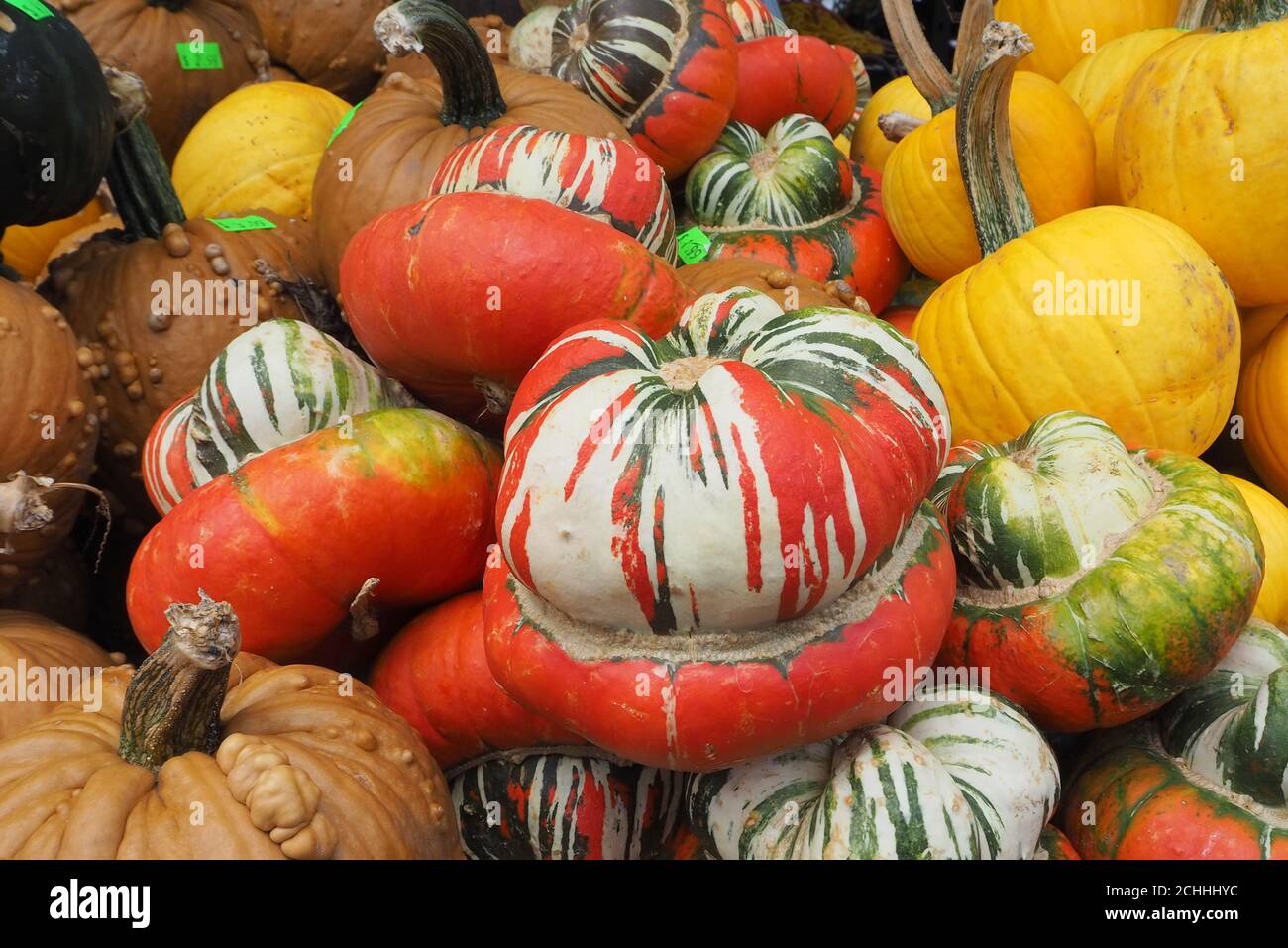 The many colored pumpkins and gourds have been harvested Stock Photo