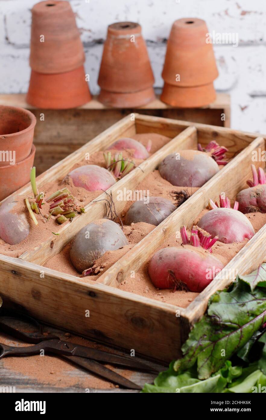 Beta vulgaris. Storing 'chioggia' and 'boltardy' beetroot in sand. UK Stock Photo