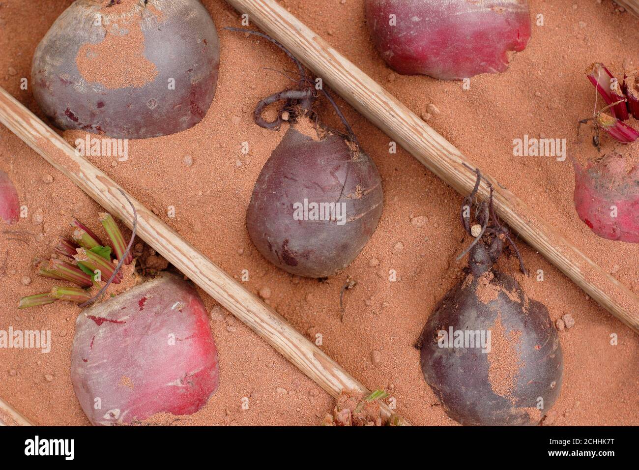 Beta vulgaris. Storing 'chioggia' and 'boltardy' beetroot in sand. UK Stock Photo