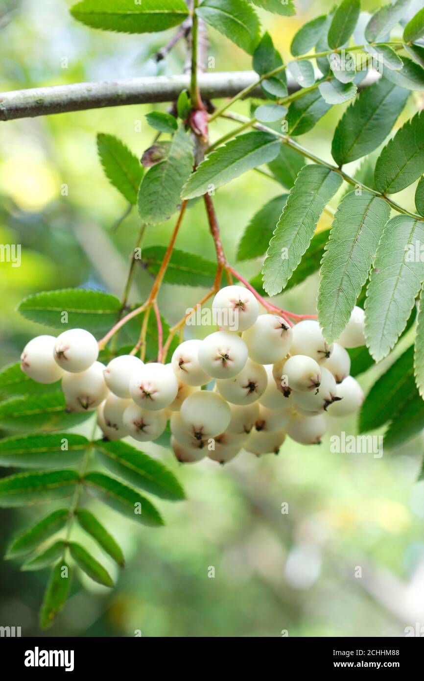 Sorbus 'Cashmiriana'. White berries of the Kashmir rowan tree in late summer. UK Stock Photo