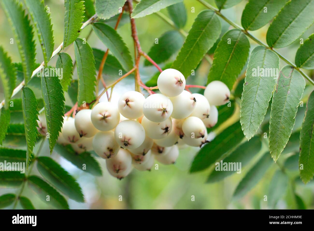 Sorbus 'Cashmiriana'. White berries of the Kashmir rowan tree in late summer. UK Stock Photo