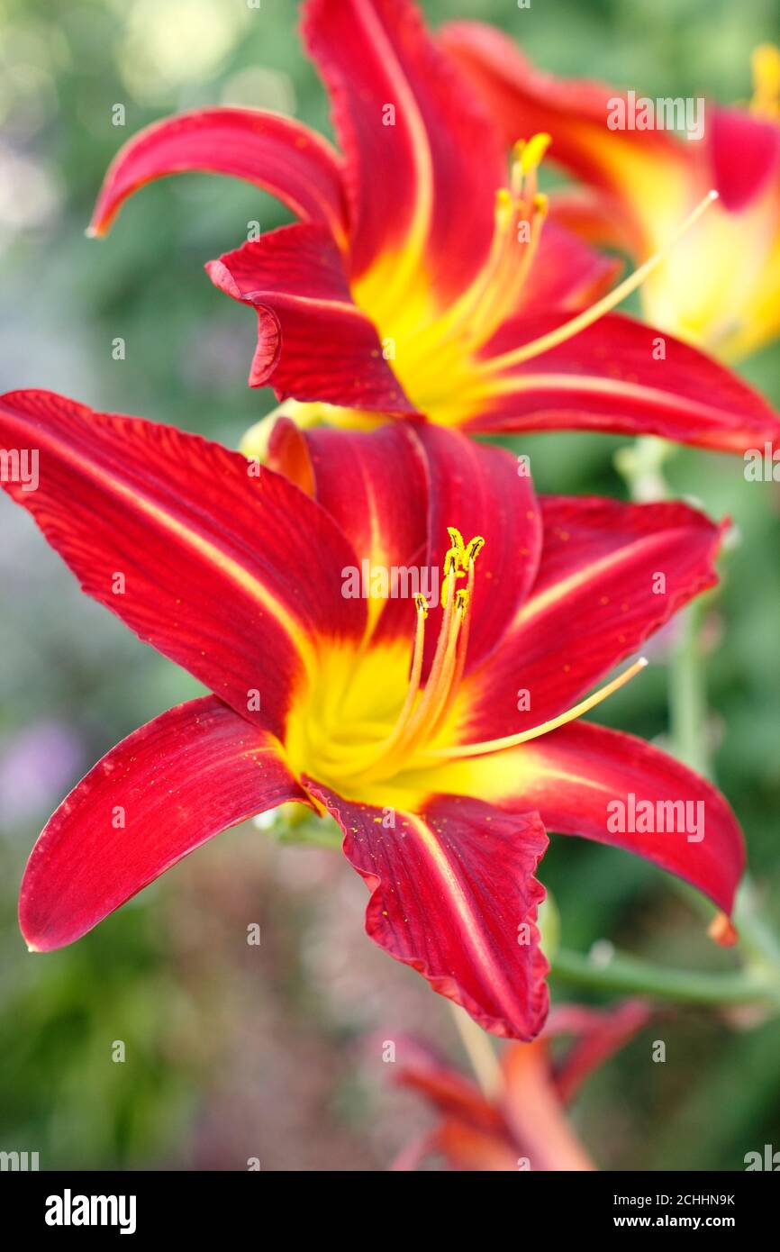 Hemerocallis 'Stafford'. Daylily 'Stafford' deep red flower with yellow throat. AGM Stock Photo