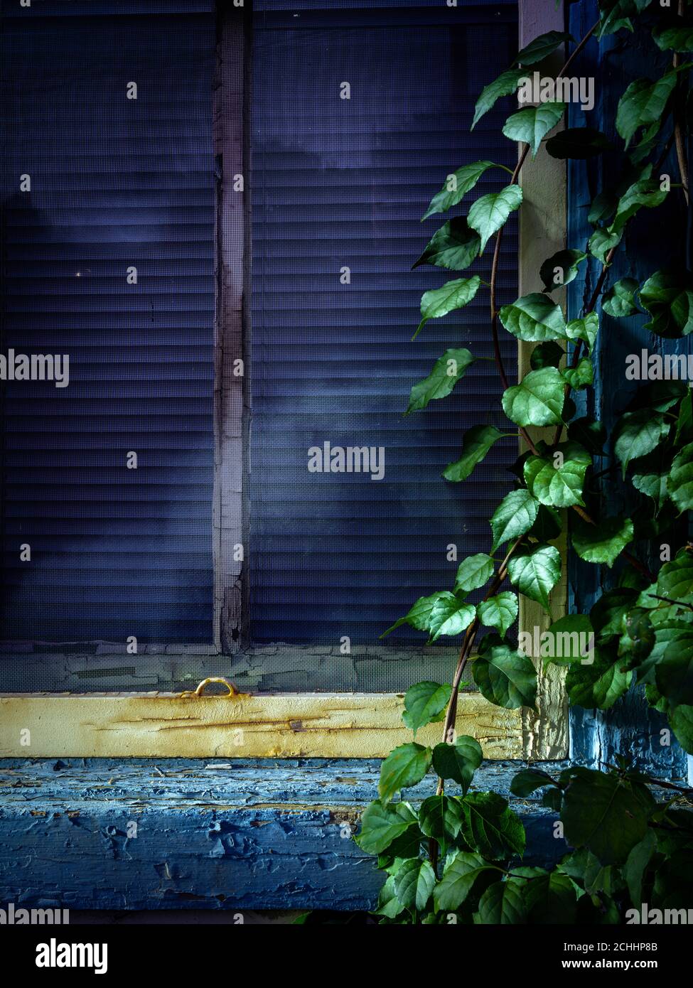 Vine growing on side of abandoned home window, Conshohocken, Pennsylvania, USA Stock Photo