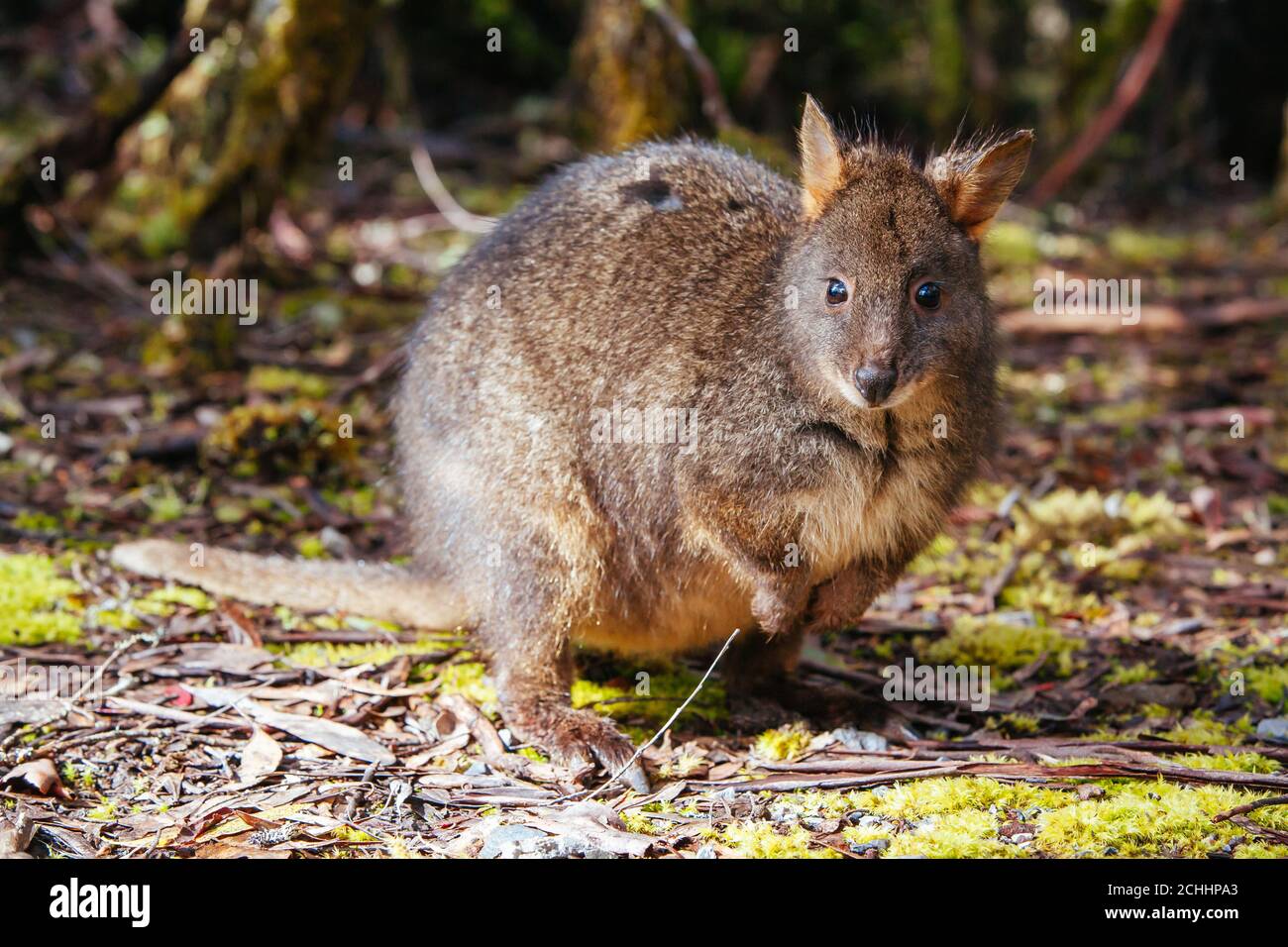 A Pademelon in Tasmania Australia Stock Photo
