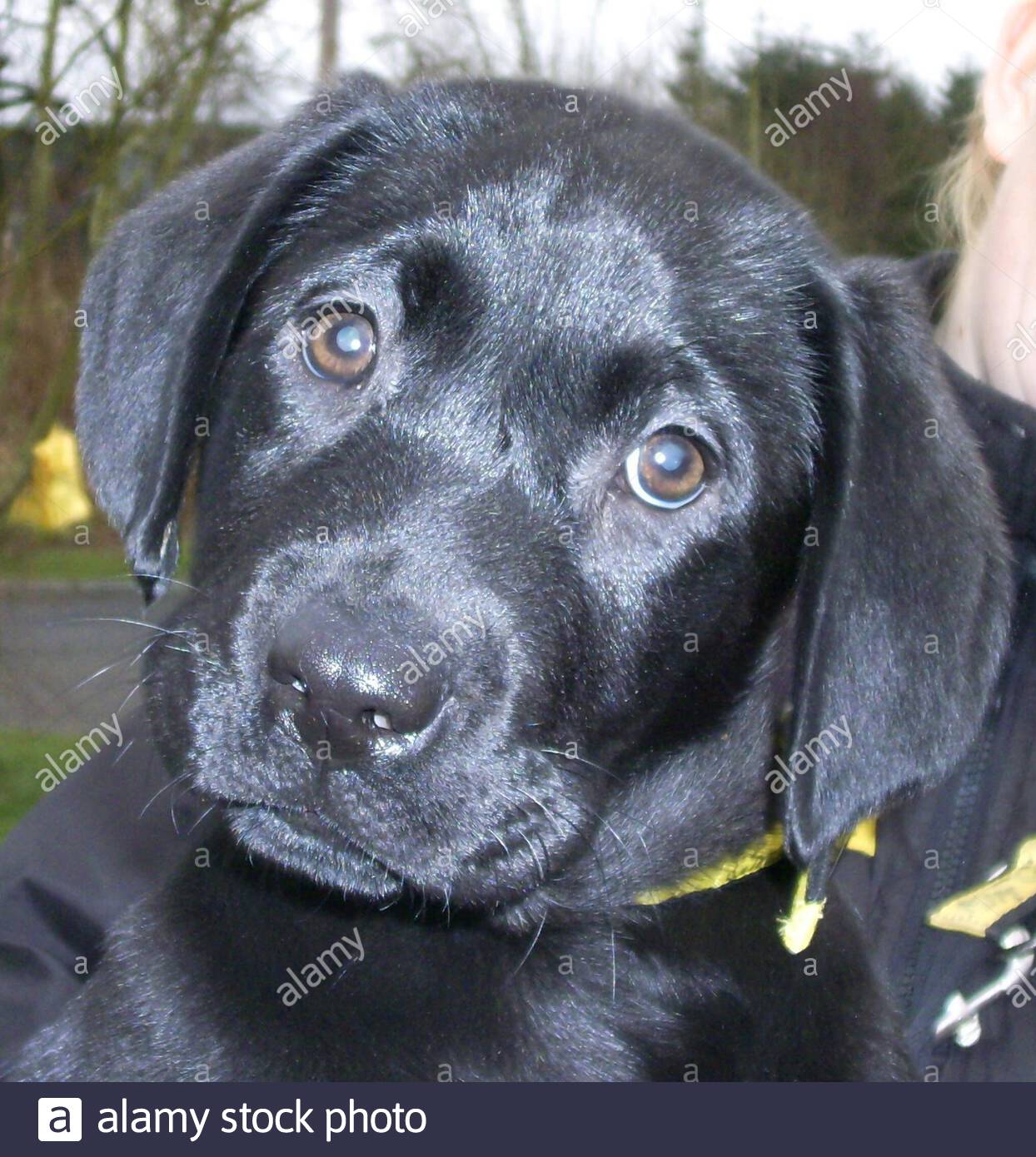 dog trust west calder rehoming