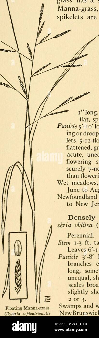 . The book of grasses : an illustrated guide to the common grasses, and the most common of the rushes and sedges . or drooping, lower branches 2-6 long. Spike-lets 5-12-flowered, 25-4 long, broad, inflated,flattened, green tinged with purple. Outer scalesacute, unequal, shorter than flowering scales;flowering scales broad, obtuse or acute, ob-scurely 7-nerved; palets broad, slightly shorterthan flowering scales. Stamens commonly 2.Wet meadows, brooksides, marshes, and swamps. June to August.Newfoundland to Ontario and Minnesota, southto New Jersey and Kansas. Densely flowered Manna-grass. Gly- Stock Photo