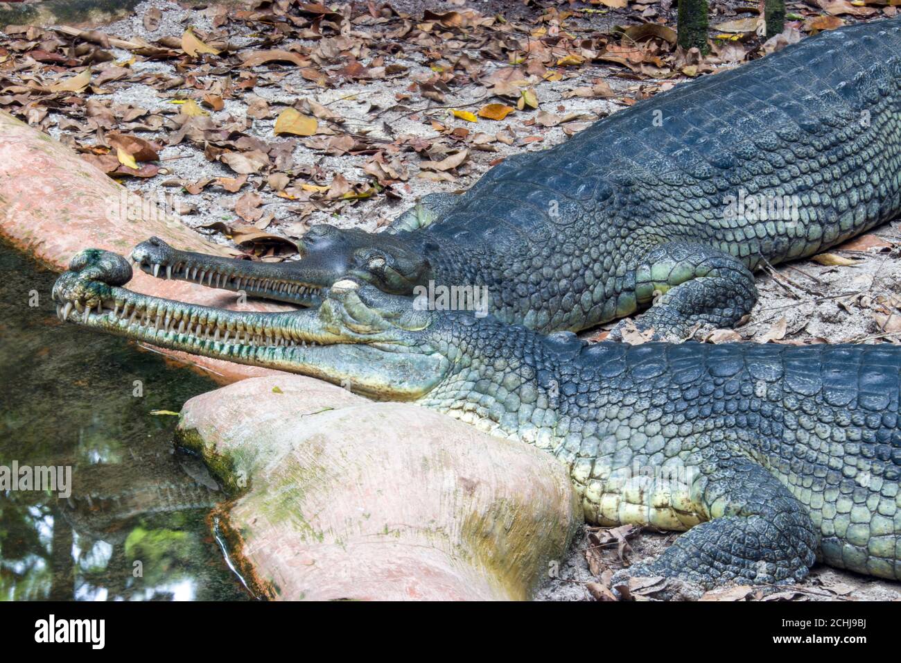The gharial (Gavialis gangeticus) rests by the pond. It is a crocodilian in the family Gavialidae, native to sandy freshwater river banks. Stock Photo
