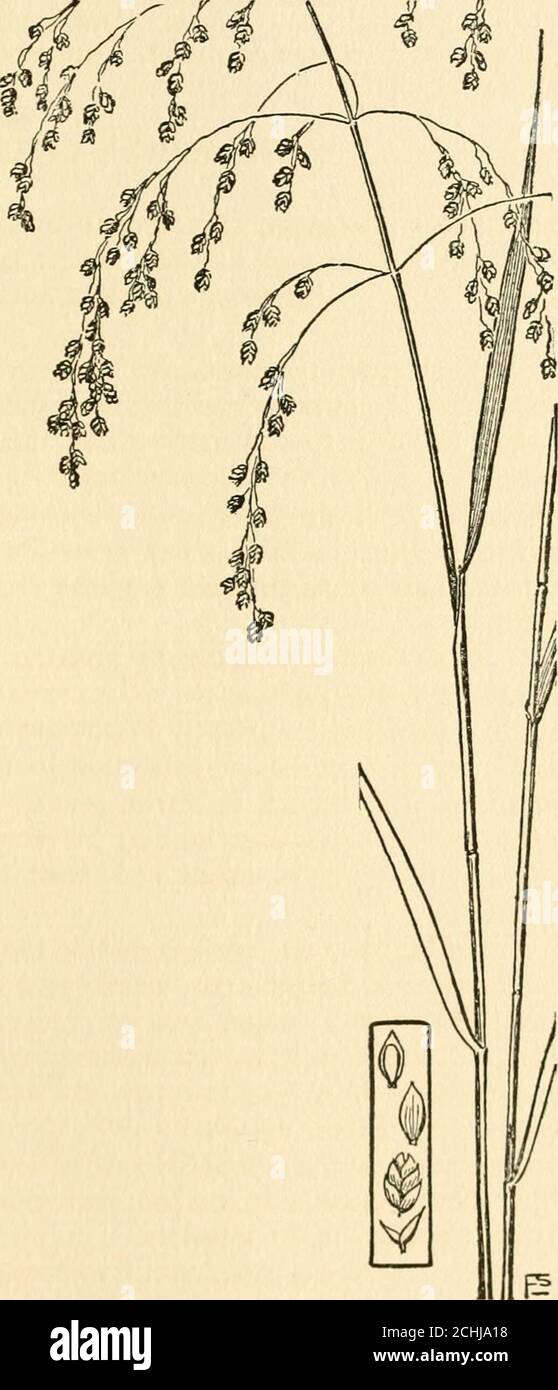 . The book of grasses : an illustrated guide to the common grasses, and the most common of the rushes and sedges . wetmeadows, and, though it varies greatly in different soils, thegracefully drooping panicles may be recognized by their spread-ing and drooping branches and their tiny, purple and greenspikelets. Tall Manna-grass {Glyceria grdndis), a stout, handsome species,is often seen in wet grounds, where the ample panicles and broadleaves rise above sedges and low grasses. Like others of thegenus. Tall Manna-grass is a species of which cattle are fond andwade through miry bogs to reach, and Stock Photo