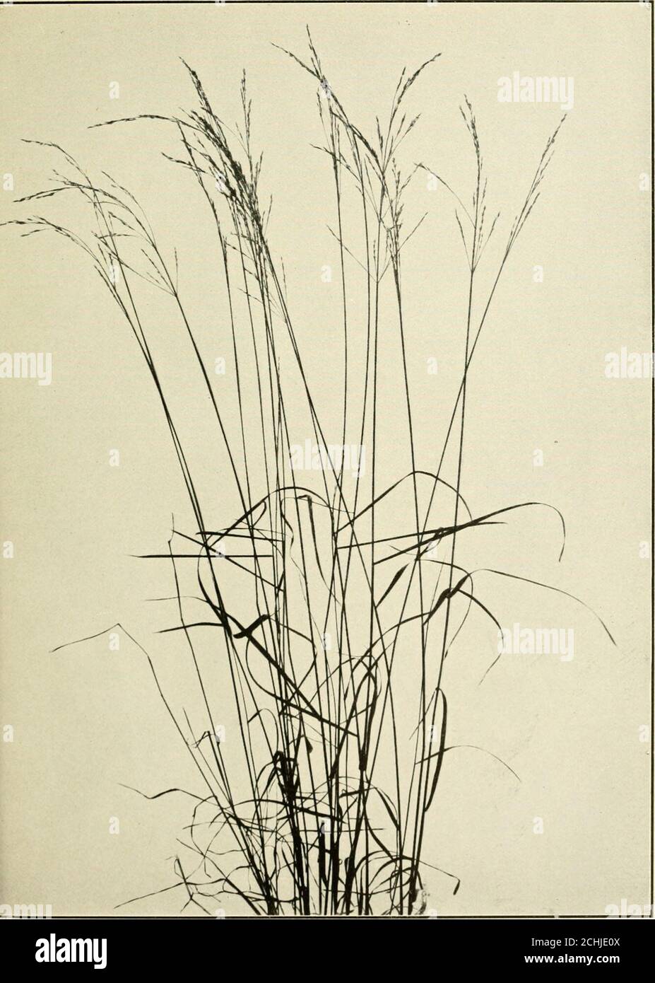 . The book of grasses : an illustrated guide to the common grasses, and the most common of the rushes and sedges . CAXAnA BLUE-GRASS {Poa compressa). One half natural size vS^ - V A *• t,, • .» .  ■■ -i !r V -&gt; V ^.-^ -&lt;. V ,J &lt;- ^ y .^ 1 ,^ V V ^ ^ . ^ ,. N P^S,. --V N ^ -v^ ^ ^ ■&gt; ■* -=^- -&gt;^S i/W/n./Zoral. Three ((uaru-rs natural size. WOOD SPEAR-GRASS (Poa sylvestris). Natural size Illustrated Descriptions of the Grasses phylla) are the earliest of the genus and are found in woodsfrom New York State southward. They bloom in March, whenthe first arbutus opens, and are slen Stock Photo