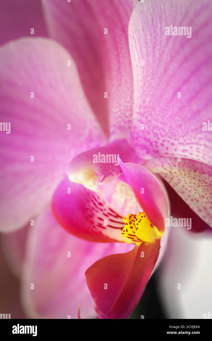details of the labellum and column of a doritaenopsis orchid. Hybrid phalaenopsis Stock Photo