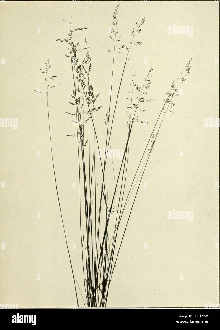 . The book of grasses : an illustrated guide to the common grasses, and the most common of the rushes and sedges . False Red-top, or FowlMeadow-grass. Poa triflora. CAXAnA BLUE-GRASS {Poa compressa). One half natural size vS^ - V A *• t,, • .» .  ■■ -i !r V -&gt; V ^.-^ -&lt;. V ,J &lt;- ^ y .^ 1 ,^ V V ^ ^ . ^ ,. N P^S,. --V N ^ -v^ ^ ^ ■&gt; ■* -=^- -&gt;^S i/W/n./Zoral. Three ((uaru-rs natural size Stock Photo