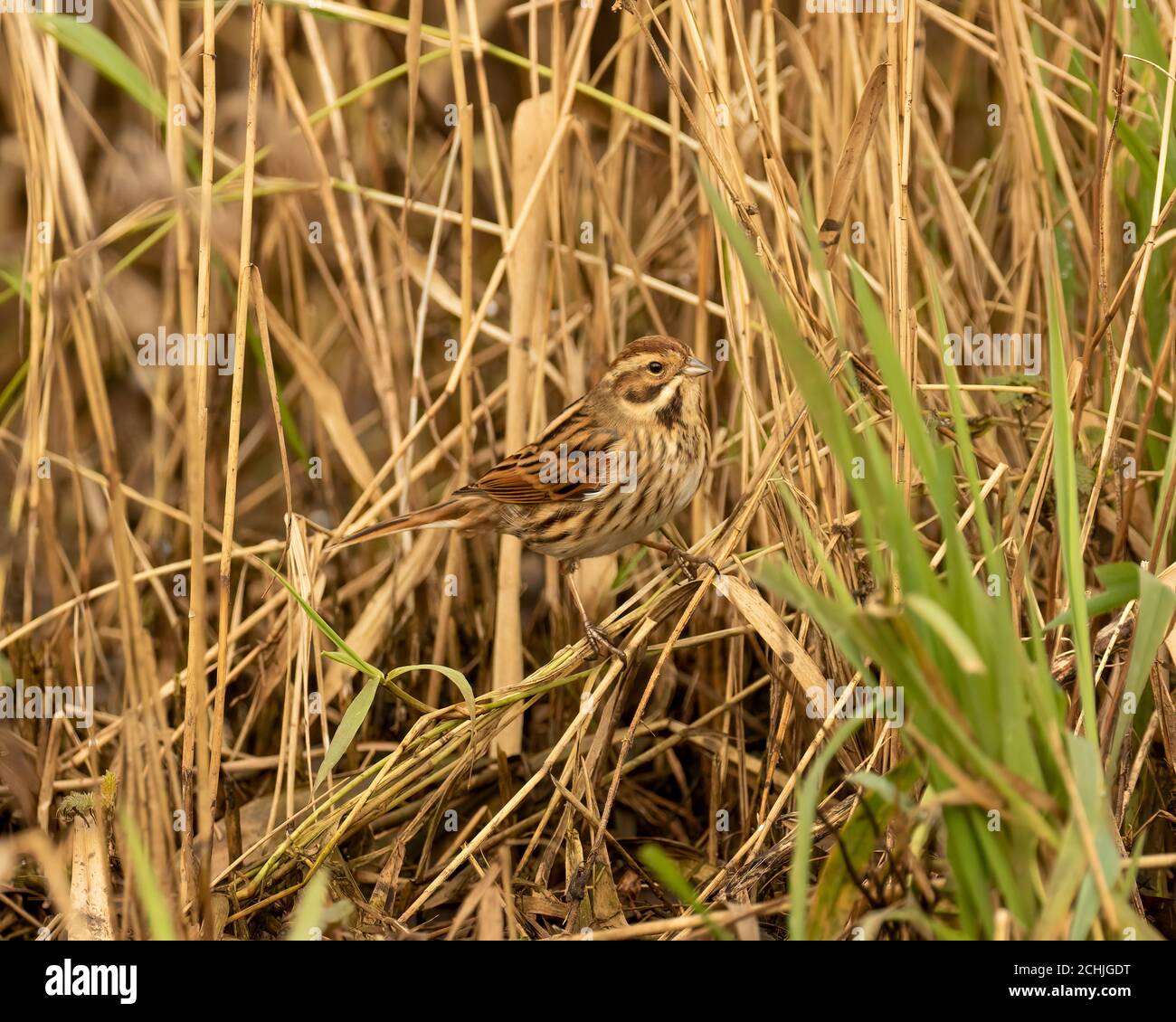 Female Reed Bunting (Emberiza schoeniclus) at base of reed bed, well camouflagued Stock Photo