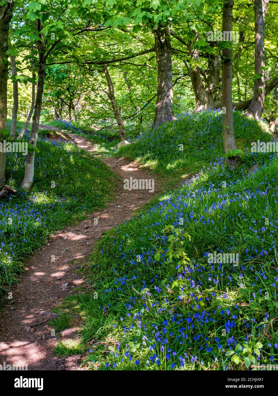 A path leading through Groby Pool & Woods carpeted with bluebells, Leicestershire, England. Stock Photo