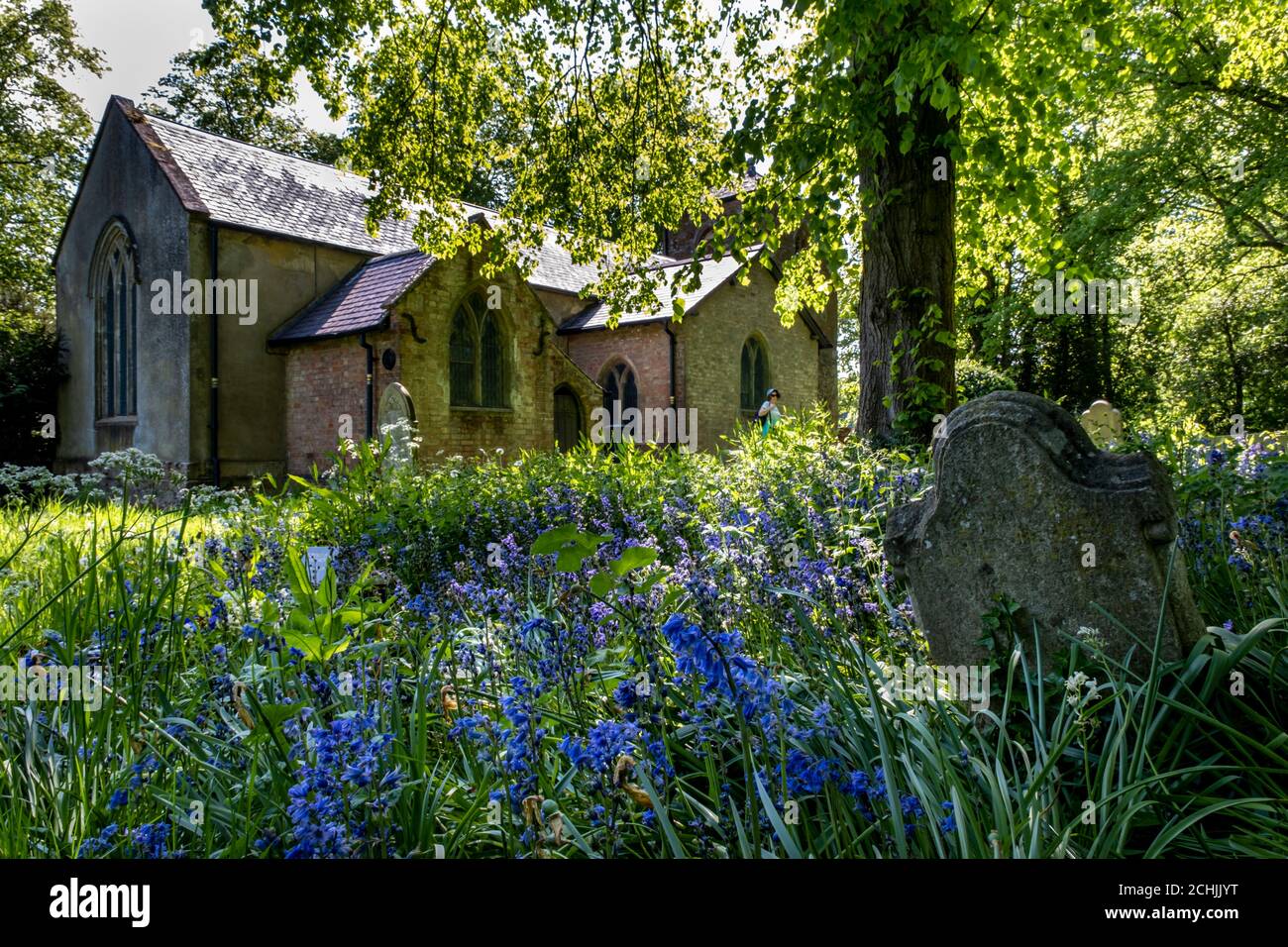 Bluebells growing in the churchyard of St Luke's Church, Newton Harcourt, Leicestershire, England Stock Photo