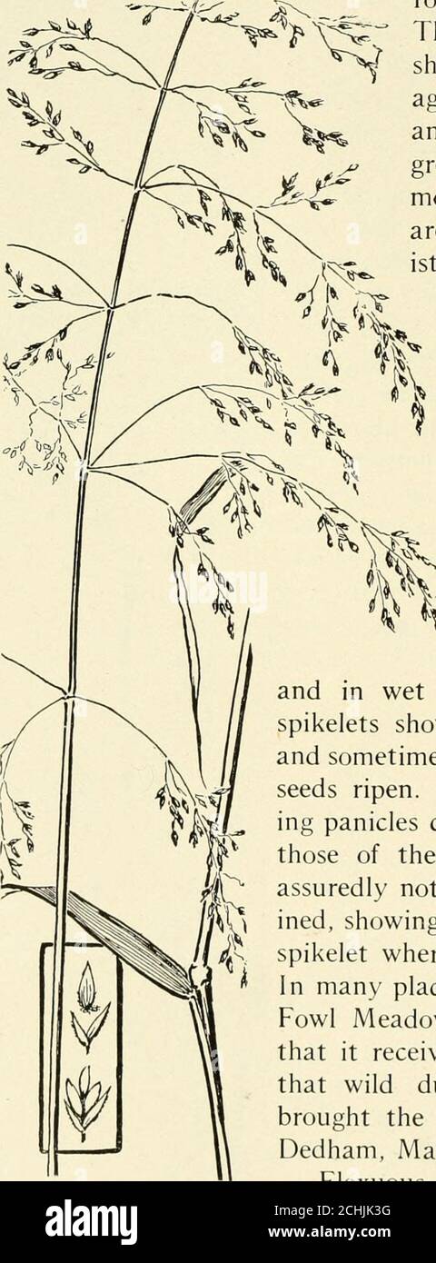 . The book of grasses : an illustrated guide to the common grasses, and the most common of the rushes and sedges . ll, andare constant in their character-istic colour and in the stronglyflattened stems. Unlike theKentucky Blue-grass, whichsoon ripens, the CanadaBlue-grass blooms the entireseason. Its panicles areshort and narrow (usuallyone-sided), with shortbranchesand greenish spike-lets. False Red-top, the tall-■ est of the common Poas,blooms in swampy placesand in wet meadows, where the greenspikelets show each a tawny orange tipand sometimes change to dull purple as theseeds ripen. The l Stock Photo