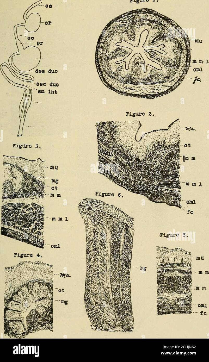 . Ohio University bulletin. Summer school, 1905 . nd of a sparrow-hawk ...