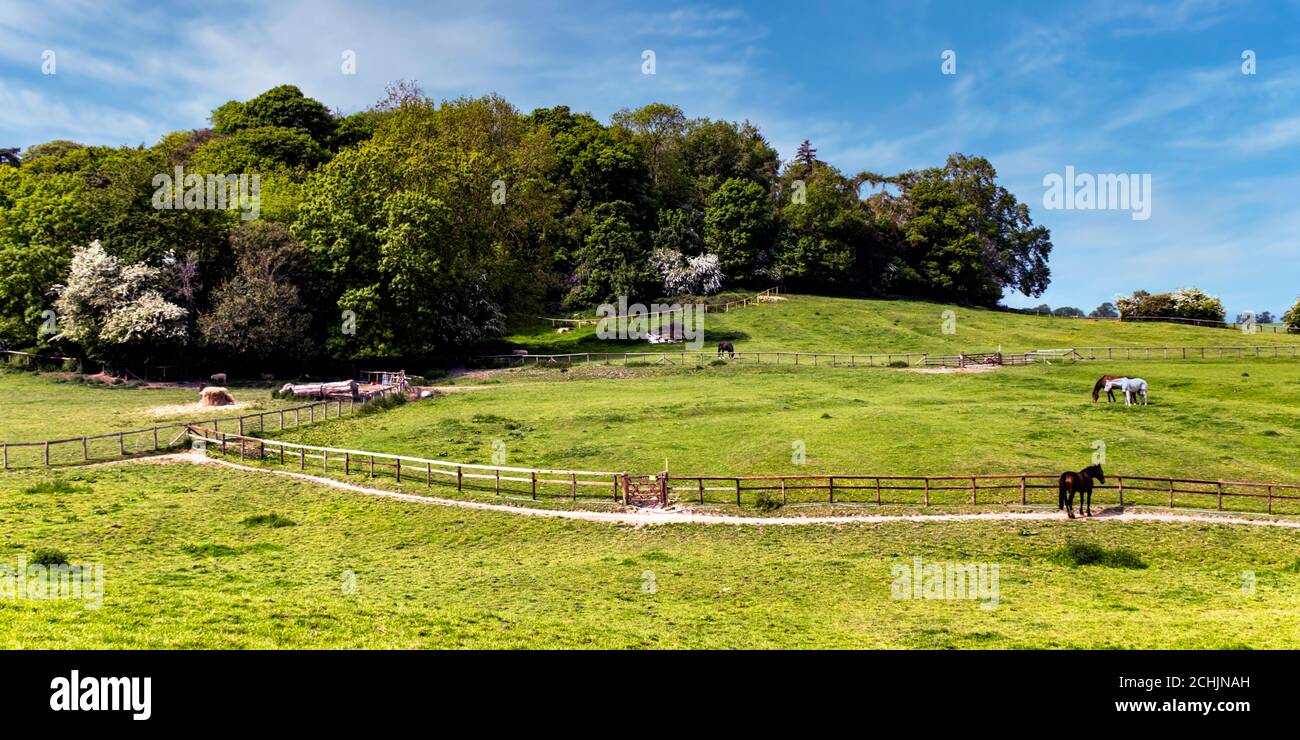 View across field with horses towards Gumley Wood from the village of Gumley, Leicestershire, England, Uk Stock Photo