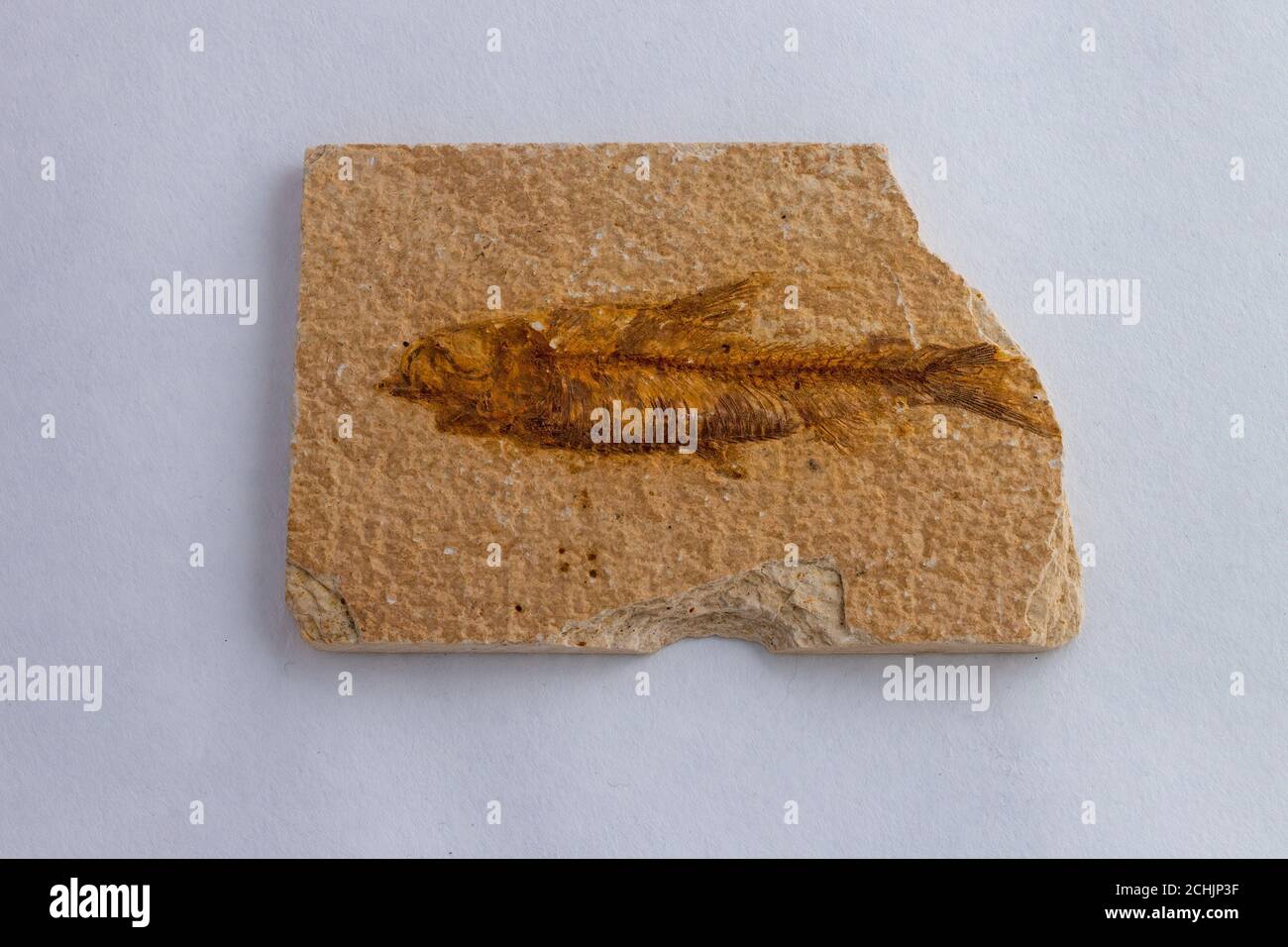 Petrified fish the fossil of an animal that swam 100 million years ago. Stock Photo
