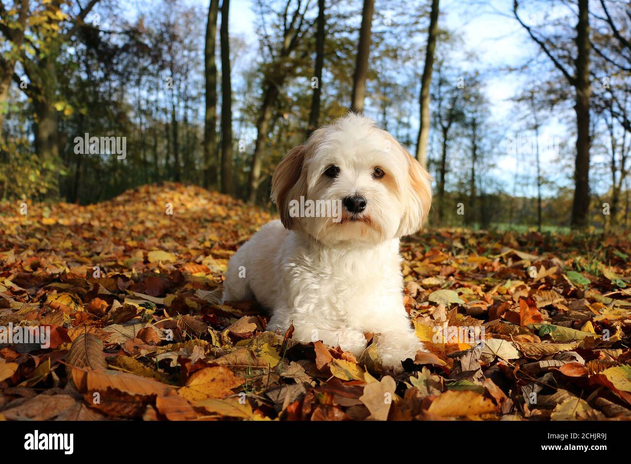 Page 2 Maltipoo Puppy High Resolution Stock Photography And Images Alamy