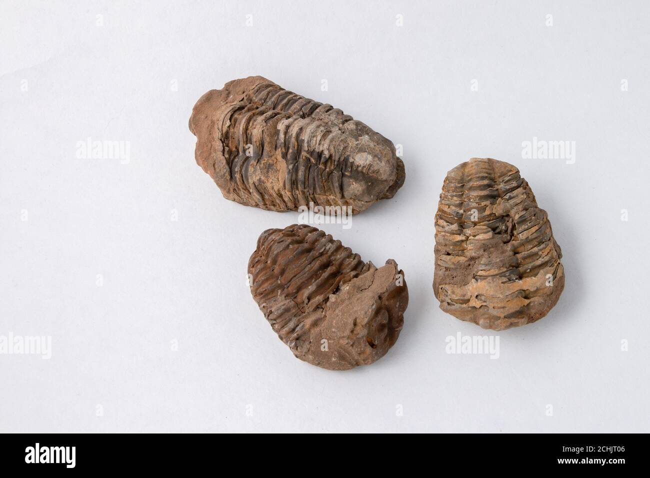 3 Trilobite Fossil specimens on white background Stock Photo